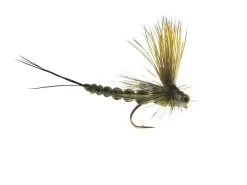 Mohican Mayfly